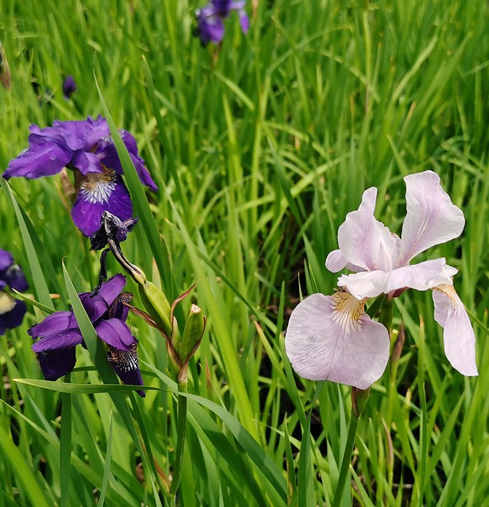 花(huā)菖蒲