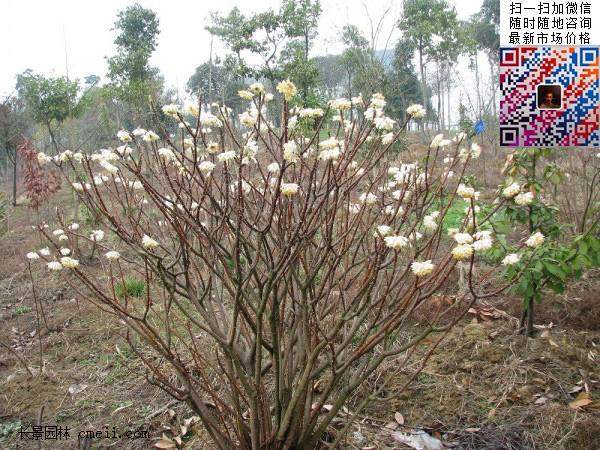 結香花(huā),白花(huā)樹