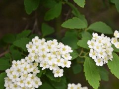 美麗繡線(xiàn)菊