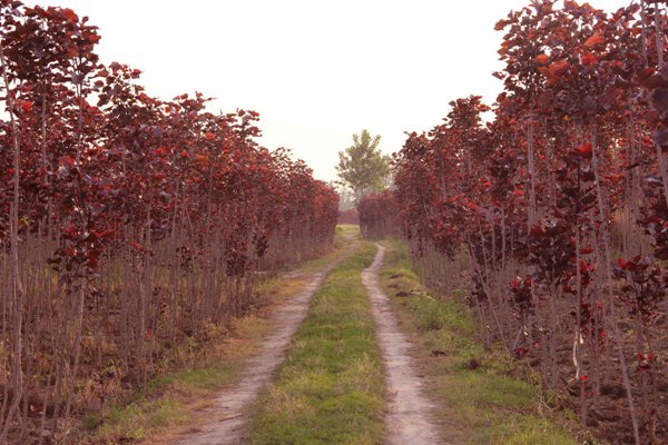 中(zhōng)華紅葉楊基地中(zhōng)華紅葉楊圖片