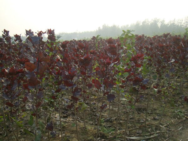 中(zhōng)華紅葉楊基地中(zhōng)華紅葉楊圖片