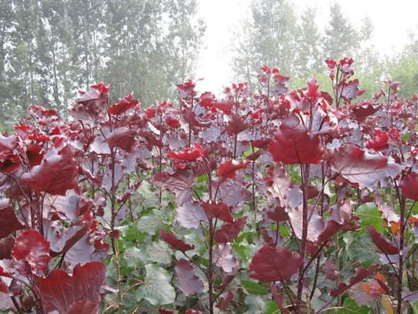 中(zhōng)華紅葉楊基地中(zhōng)華紅葉楊圖片