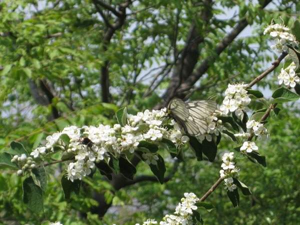 結香花(huā),白花(huā)樹