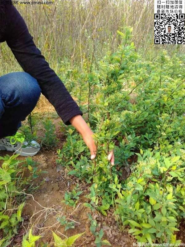 美麗繡線(xiàn)菊圖片