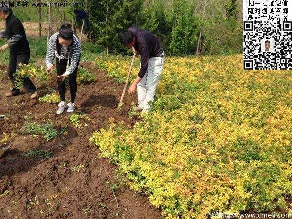 金山(shān)繡線(xiàn)菊圖片