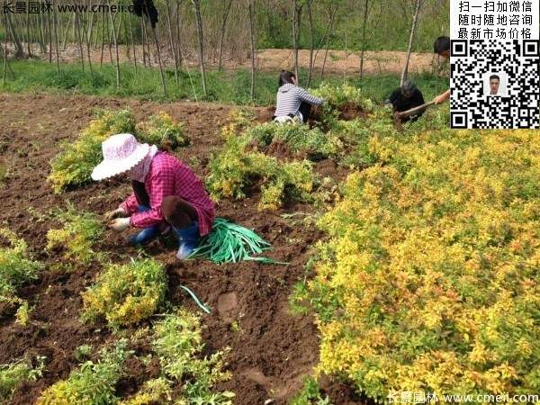 金山(shān)繡線(xiàn)菊圖片