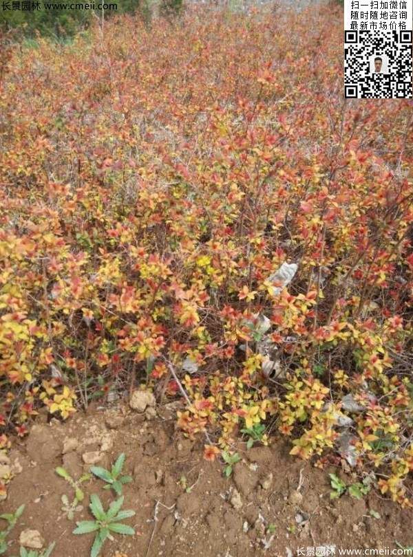 粉花(huā)繡線(xiàn)菊基地圖片