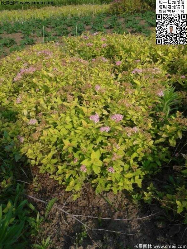 粉花(huā)繡線(xiàn)菊基地圖片