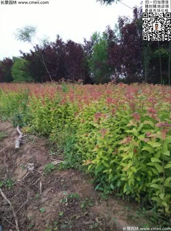 金焰繡線(xiàn)菊基地圖片