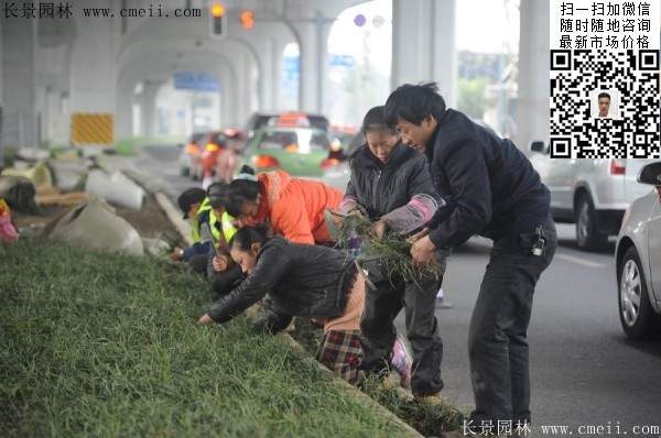 常綠地被草(cǎo)本花(huā)卉植物(wù)丹麥草(cǎo)圖片