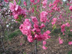 菊花(huā)碧桃