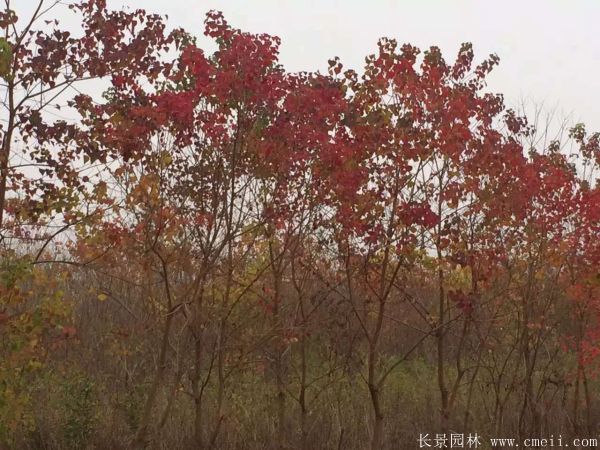 紅葉烏桕圖片紅葉烏桕基地實拍