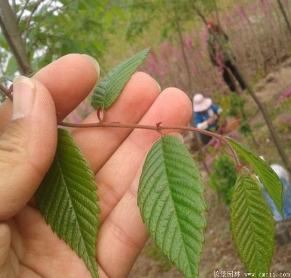 紅榉樹基地苗木(mù)圖片