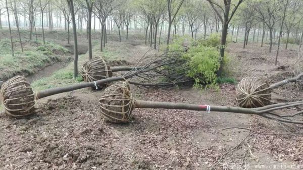 榉樹圖片榉樹基地實拍