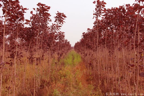 中(zhōng)華紅葉楊基地中(zhōng)華紅葉楊圖片