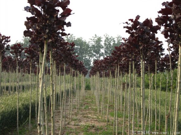 中(zhōng)華紅葉楊基地中(zhōng)華紅葉楊圖片