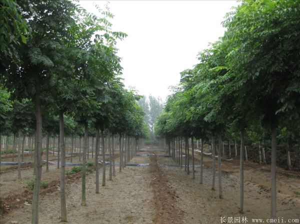 栾樹圖片栾樹基地