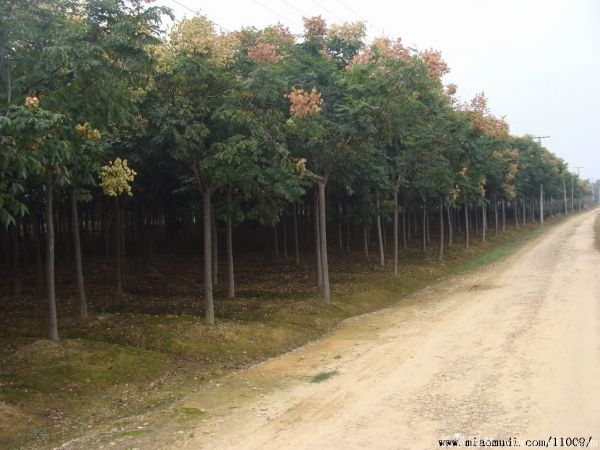 栾樹圖片栾樹基地