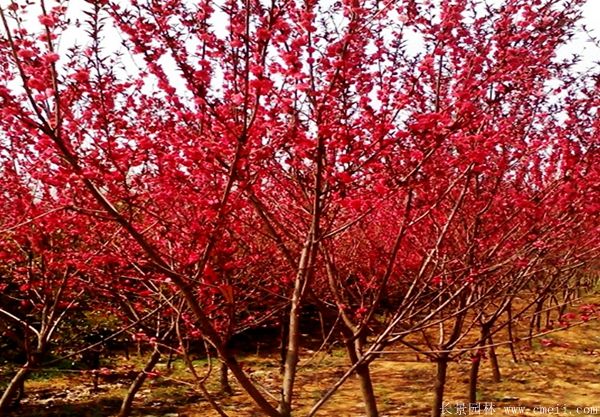 紅葉碧桃圖片紅葉碧桃基地實拍