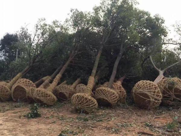 香樟樹圖片香樟樹基地實拍