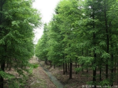 中(zhōng)山(shān)杉