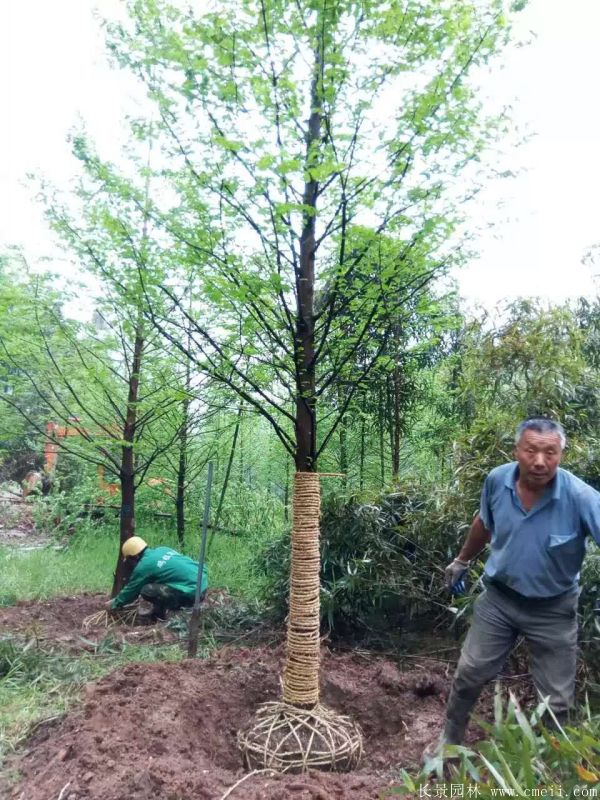 水杉樹圖片水杉樹基地實拍