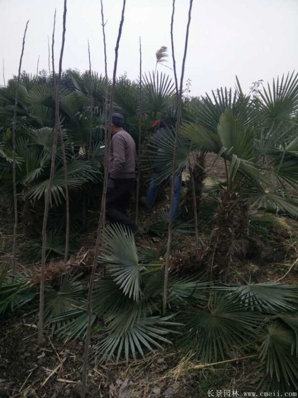 棕榈圖片棕榈樹基地實拍