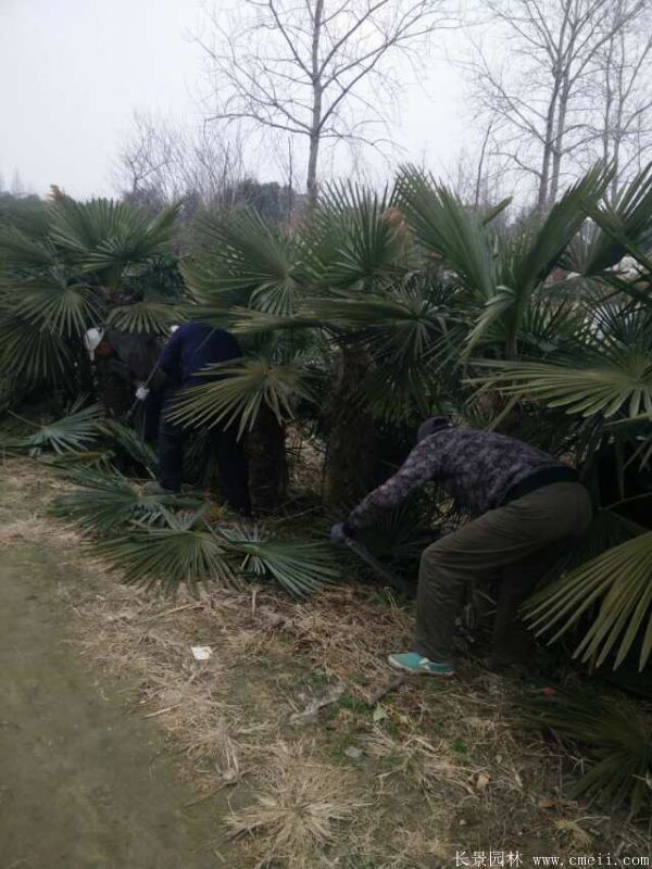 棕榈圖片棕榈樹基地實拍