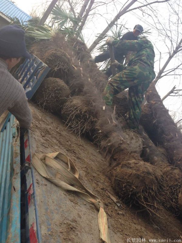 棕榈圖片棕榈樹基地實拍