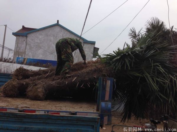 棕榈圖片棕榈樹基地實拍