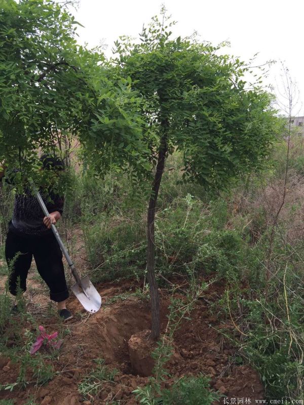 垂槐圖片垂槐基地實拍