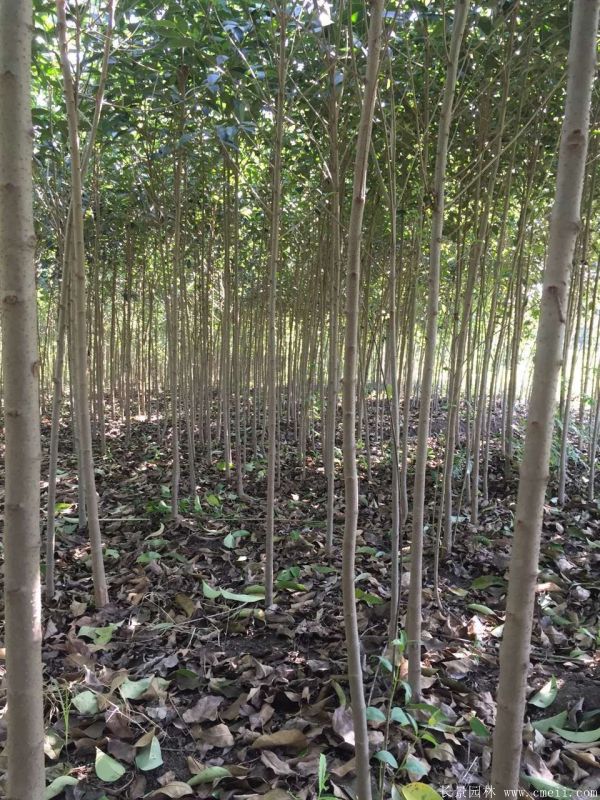 高杆女貞圖片高杆女貞基地實拍