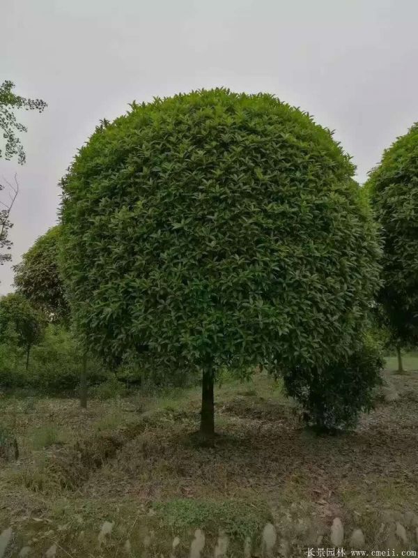 桂花(huā)樹圖片桂花(huā)樹基地實拍