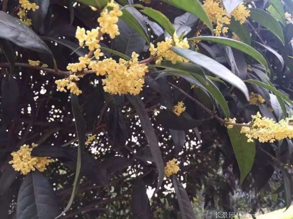 桂花(huā)樹圖片桂花(huā)樹基地實拍