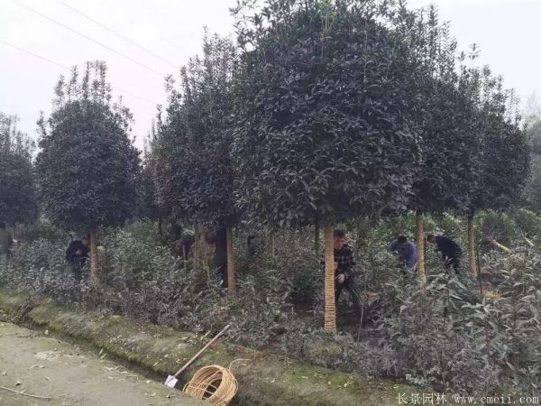 桂花(huā)樹圖片桂花(huā)樹基地實拍