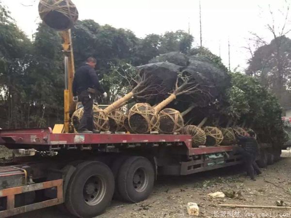 桂花(huā)樹圖片桂花(huā)樹基地實拍