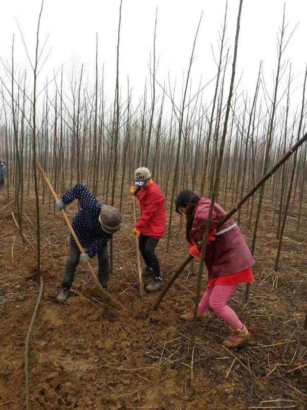 苦楝樹圖片苦楝樹基地實拍