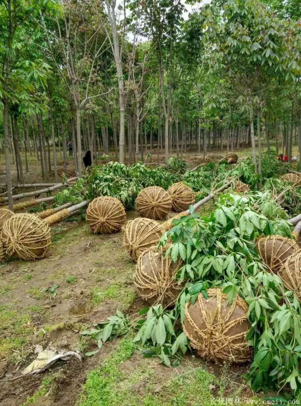 七葉樹圖片七葉樹基地實拍