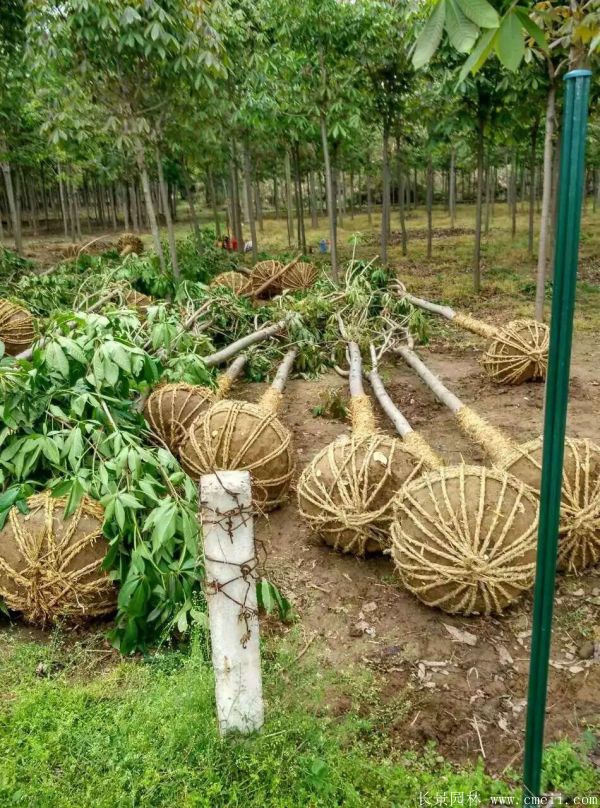 七葉樹圖片七葉樹基地實拍