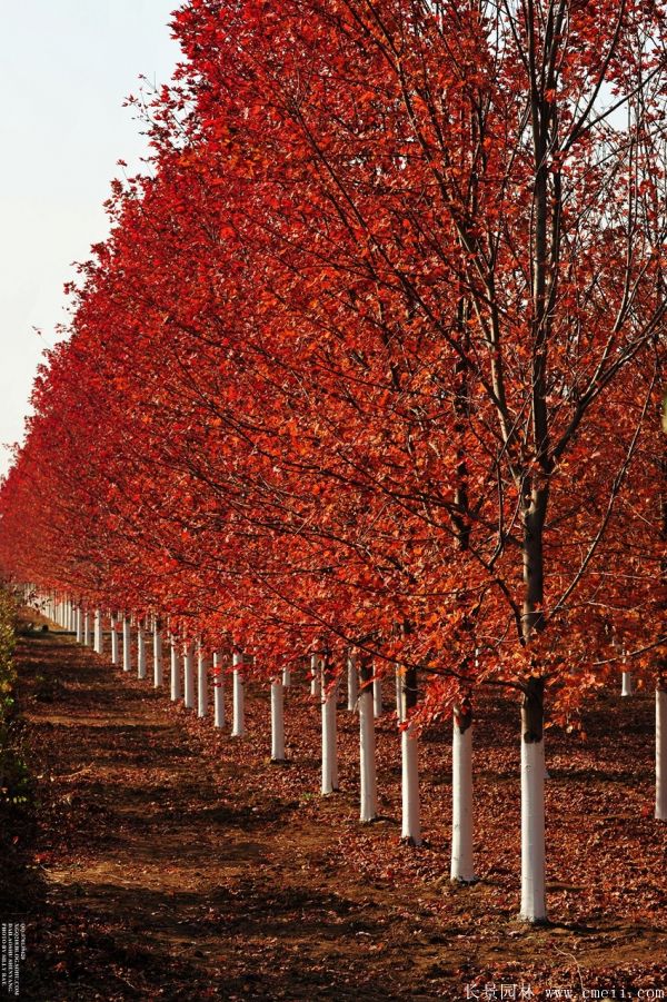 美國(guó)紅楓圖片美國(guó)紅楓基地實拍