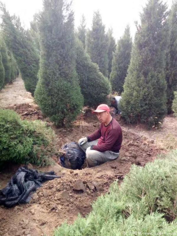 蜀桧圖片蜀桧基地實拍