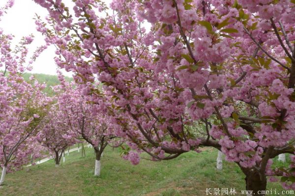 2019櫻花(huā)樹價格表