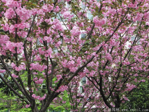 櫻花(huā)樹圖片基地實拍