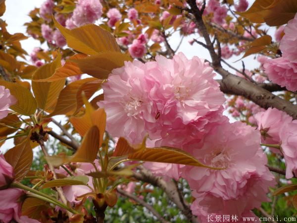 櫻花(huā)樹圖片基地實拍