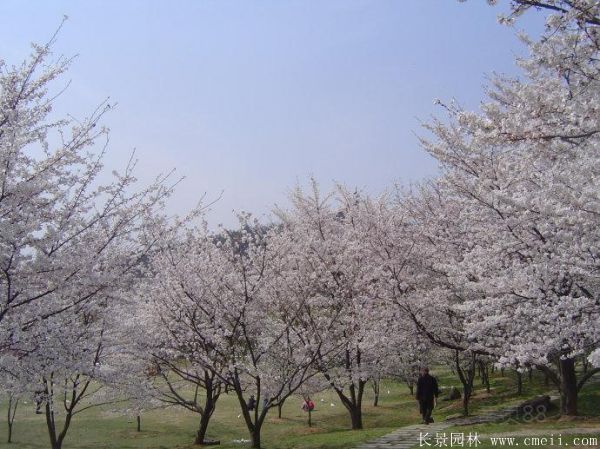 櫻花(huā)樹圖片基地實拍