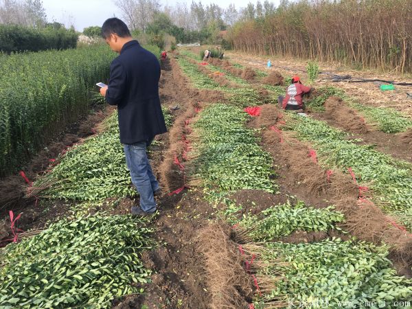 小(xiǎo)葉女貞苗圖片基地實拍