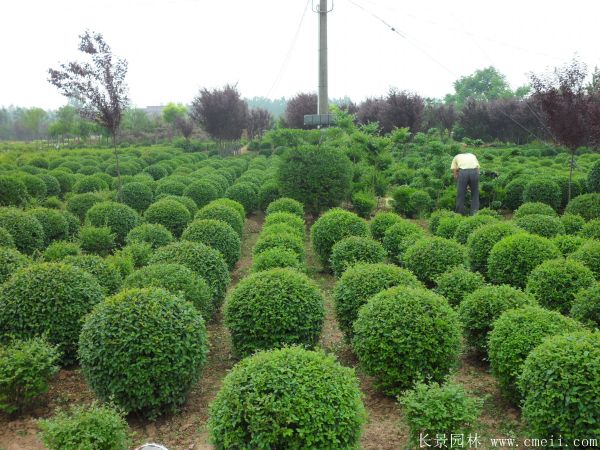 小(xiǎo)葉女貞圖片基地實拍