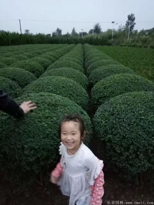 小(xiǎo)葉女貞圖片基地實拍