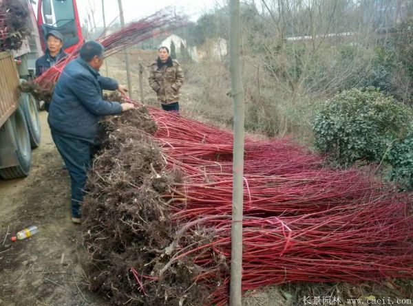 紅瑞木(mù)圖片基地實拍