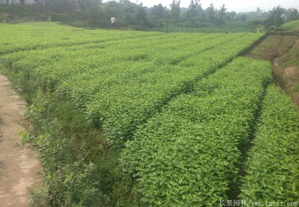 紅瑞木(mù)圖片基地實拍